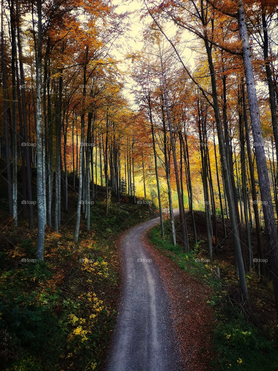 Autumn