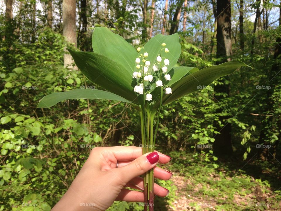 Nature, Leaf, Outdoors, Summer, Tree