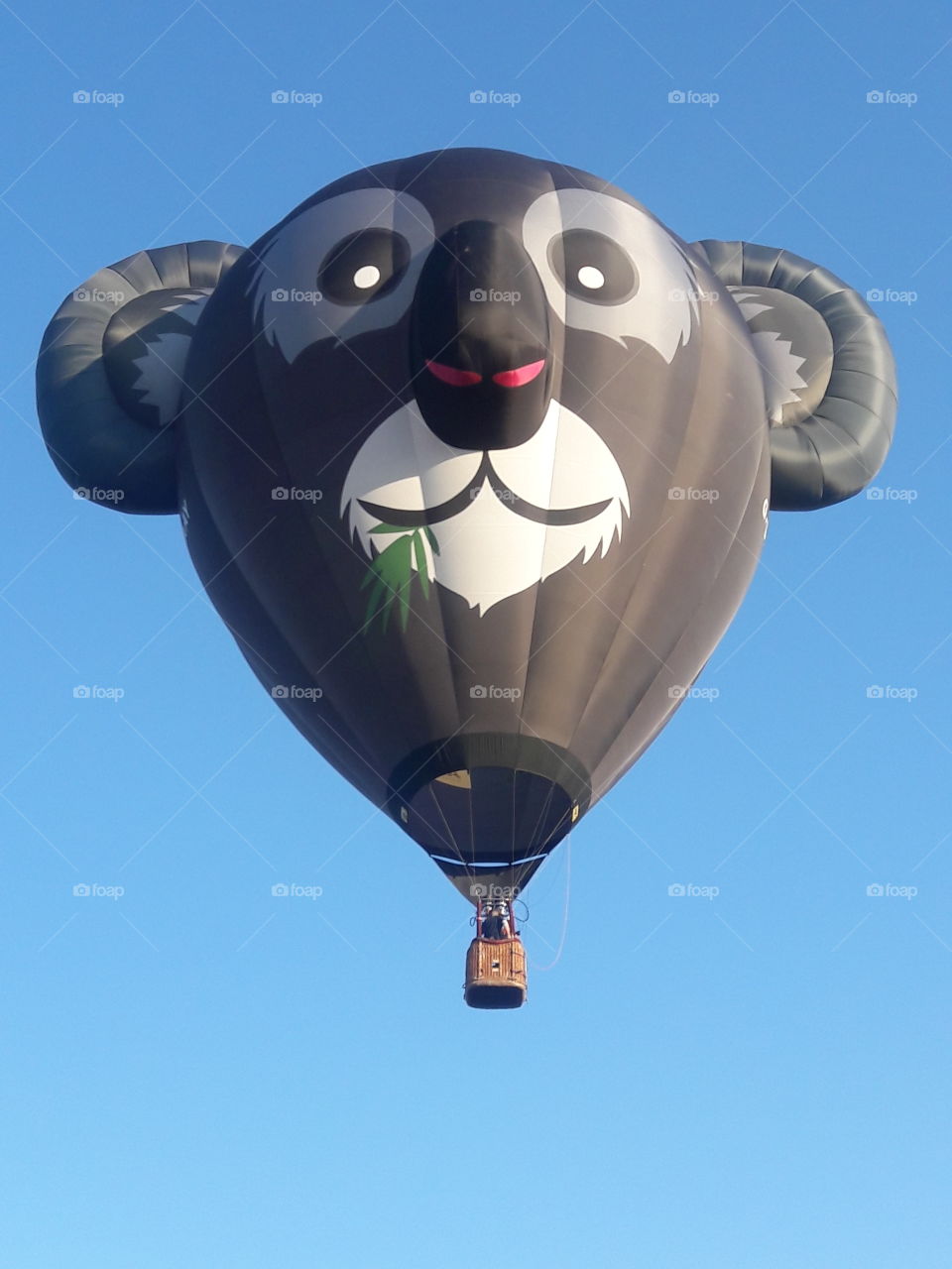 koala hot air balloon