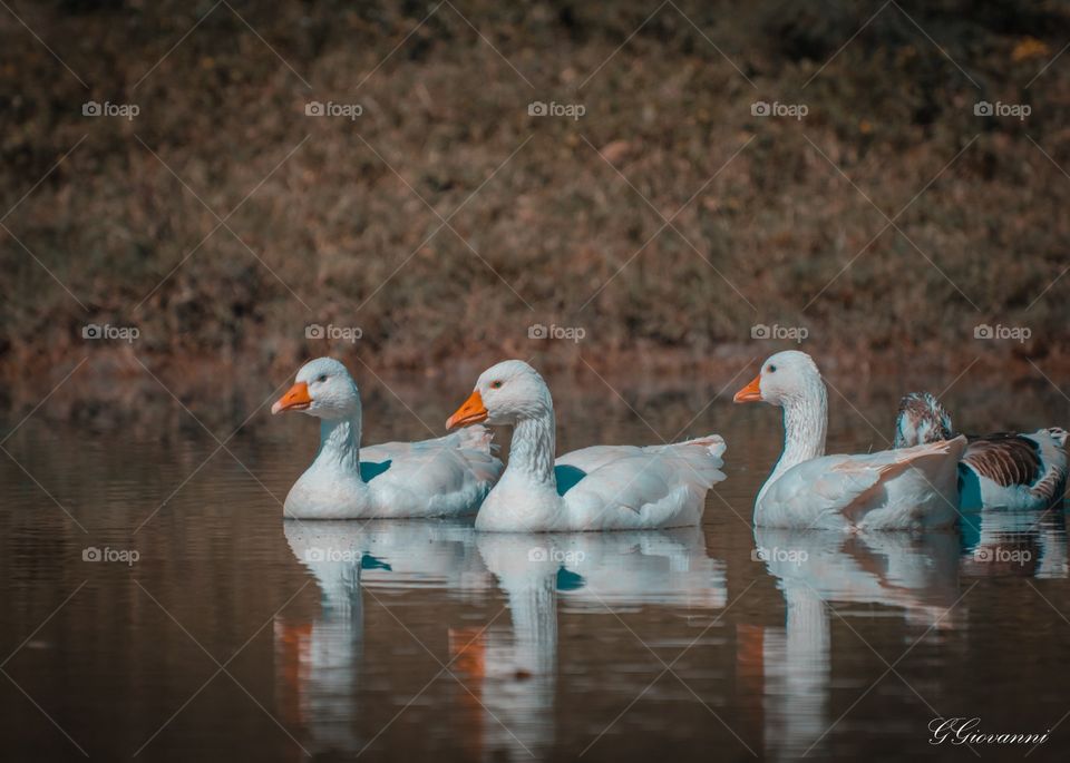 patos