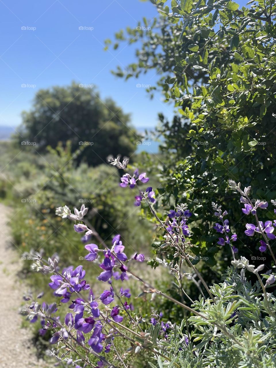 Pismo Preserve