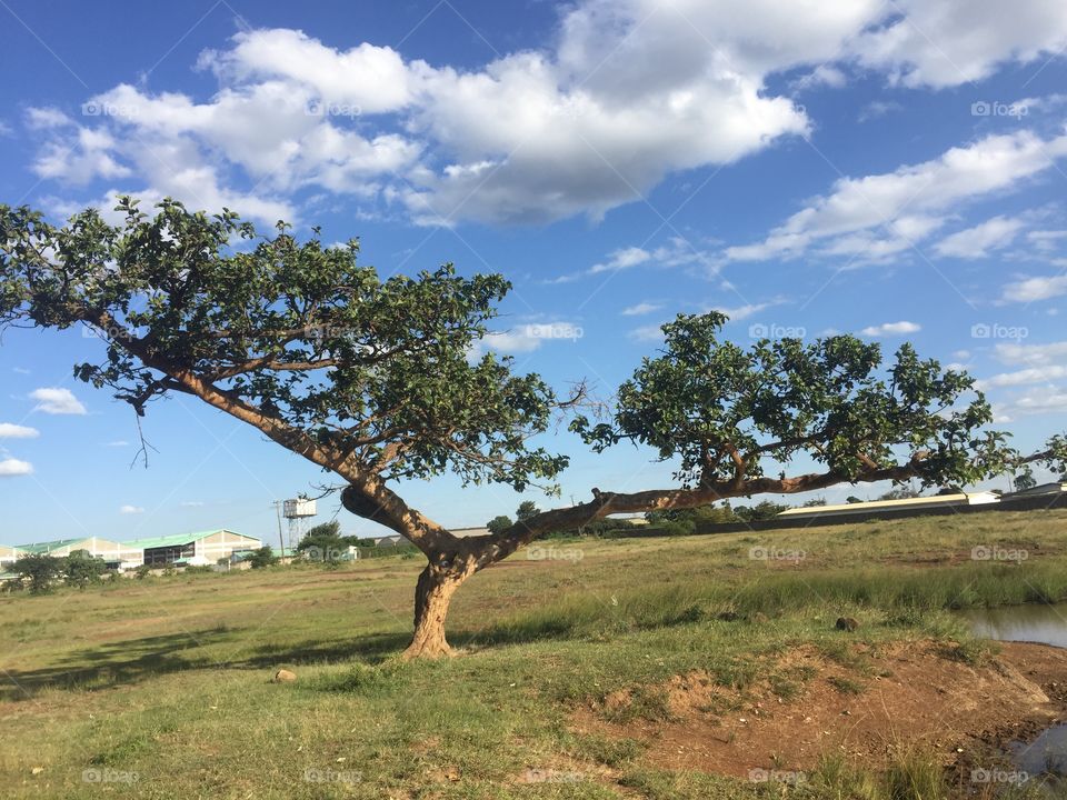 Dessert tree which is 105yrs old .photo taken by me and my friends during summer time and it’s cool.