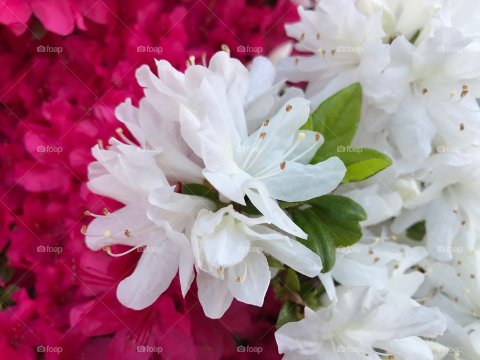 White and magenta azaleas 