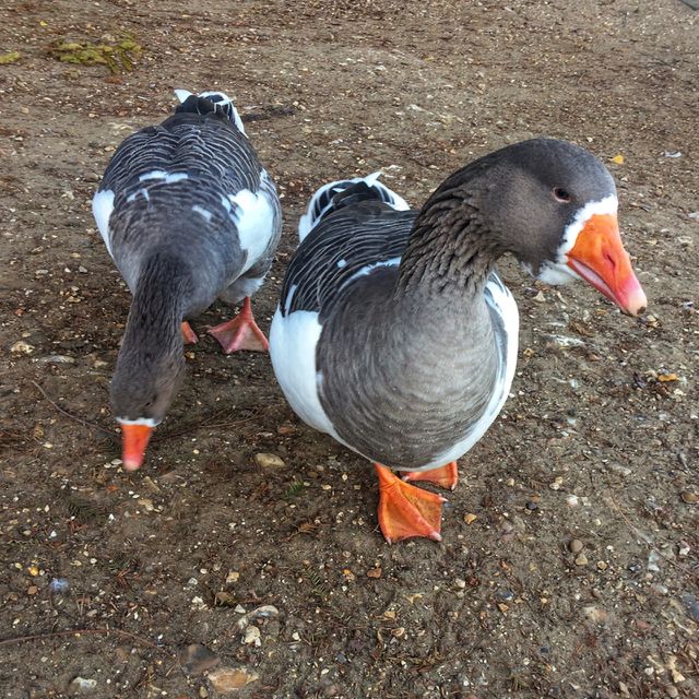 Bird, Duck, Goose, Animal, Nature
