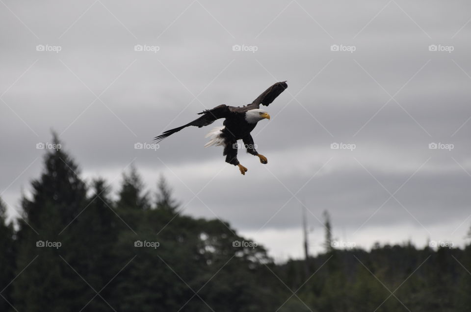 Fishing Bald Eagle