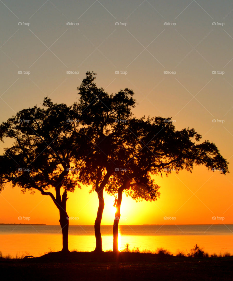 Silhouette of trees during sunset