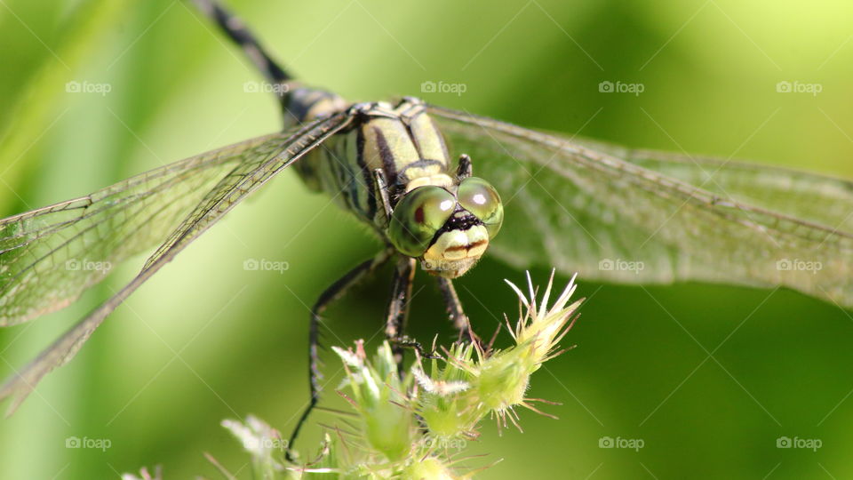 Beautiful dragonflyon the top of grass branch.