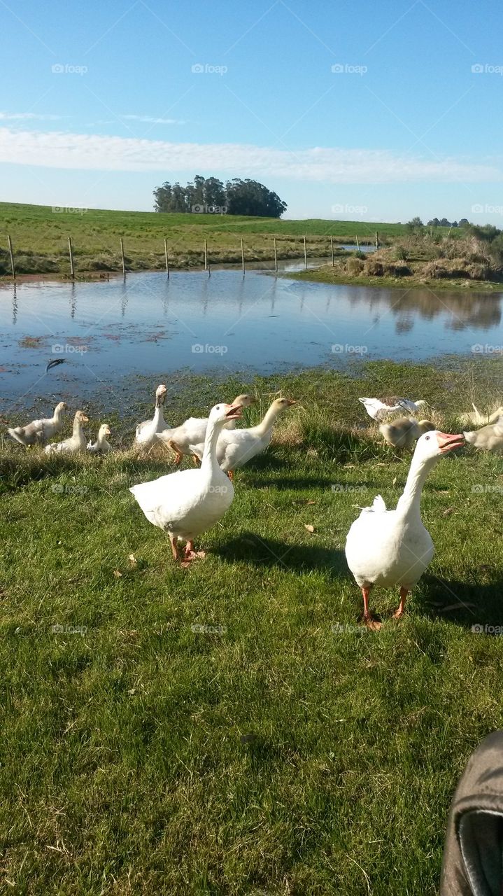 Ducks in a farm