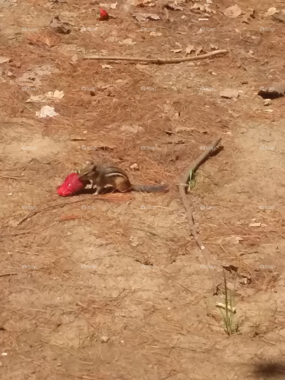 chipmunk eating strawberry