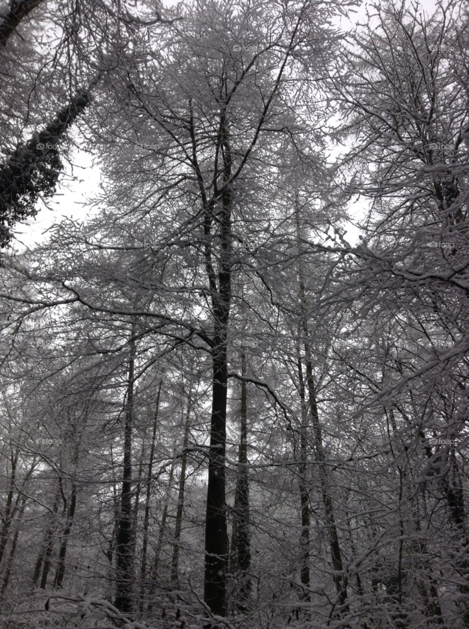 winter tree wales by Medusapunk