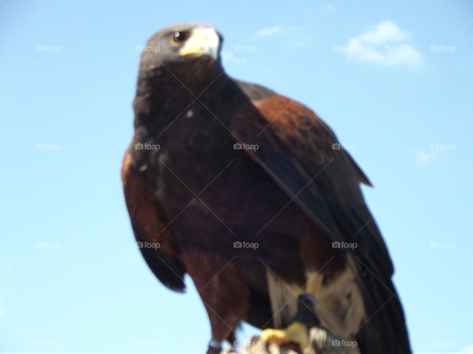 Harris Hawk