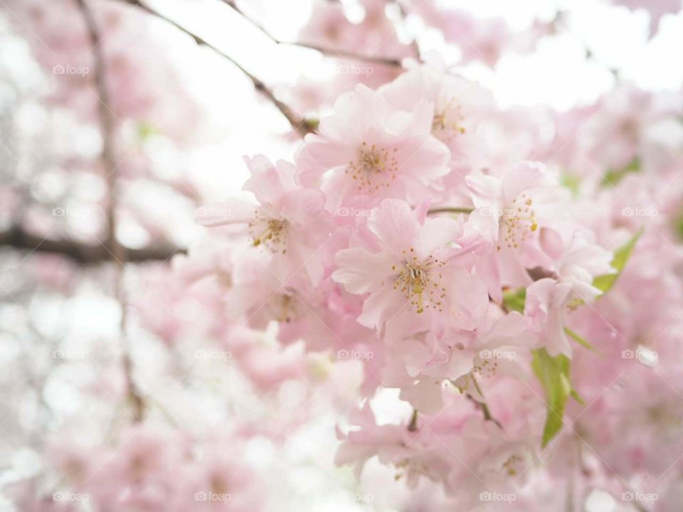 Cherry Blossom #sakara #japannesessakaru #pinksakaru