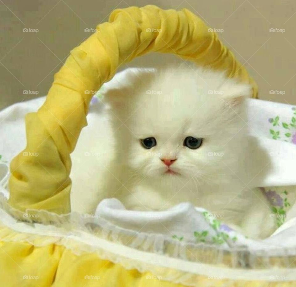 Cute Pussy Cat Cute Pussy Cat