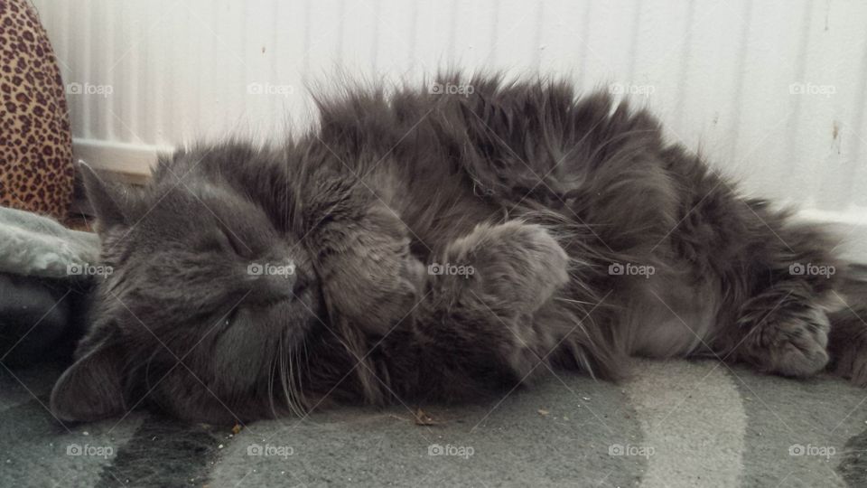 Grey kitty sleeping