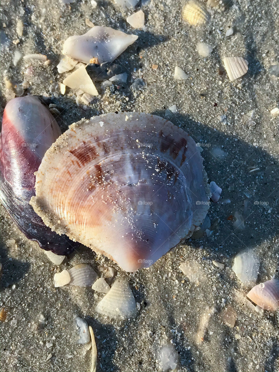 A beautiful clam on the beach ...