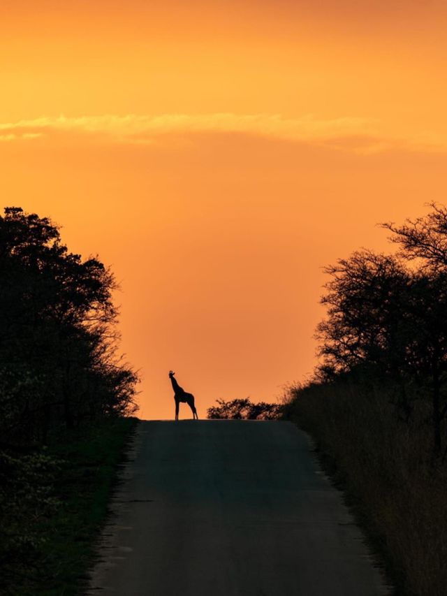 African wildlife 