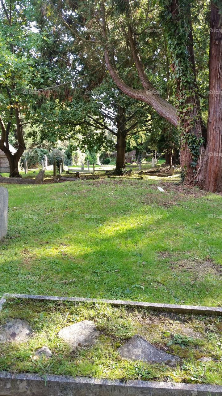 Tree, Landscape, Nature, Grass, Garden