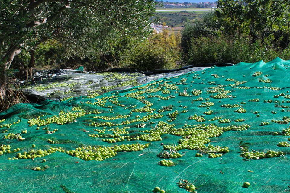 November olive harvest in the Mediterranean