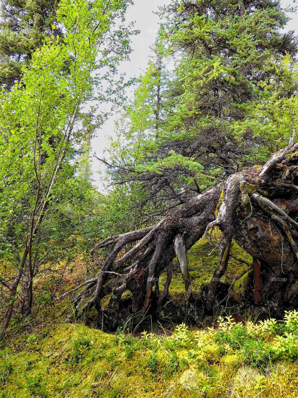 View of tree root in forest