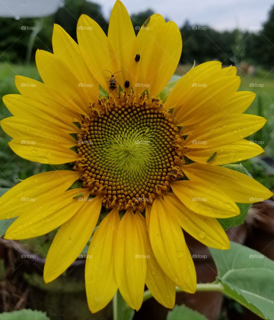 Sunflower with insects after the rain