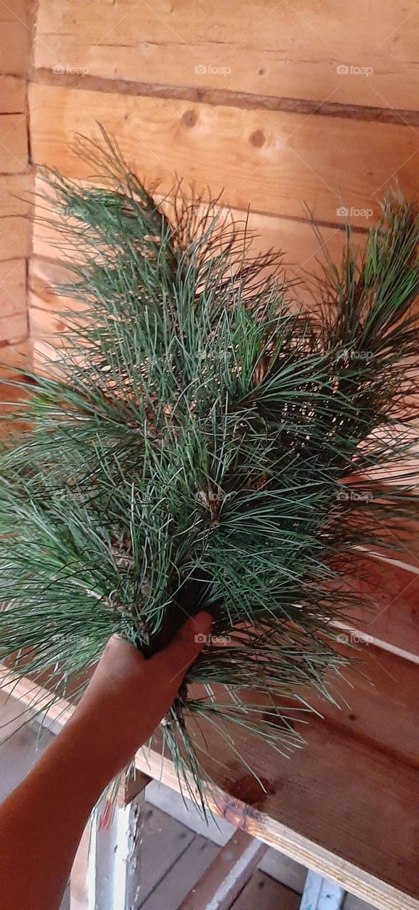 ветка ели в бане