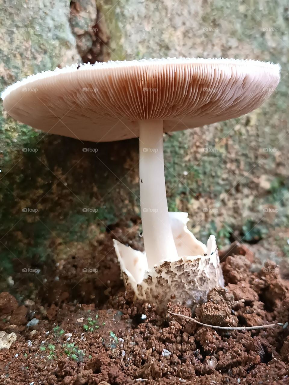 mushroom