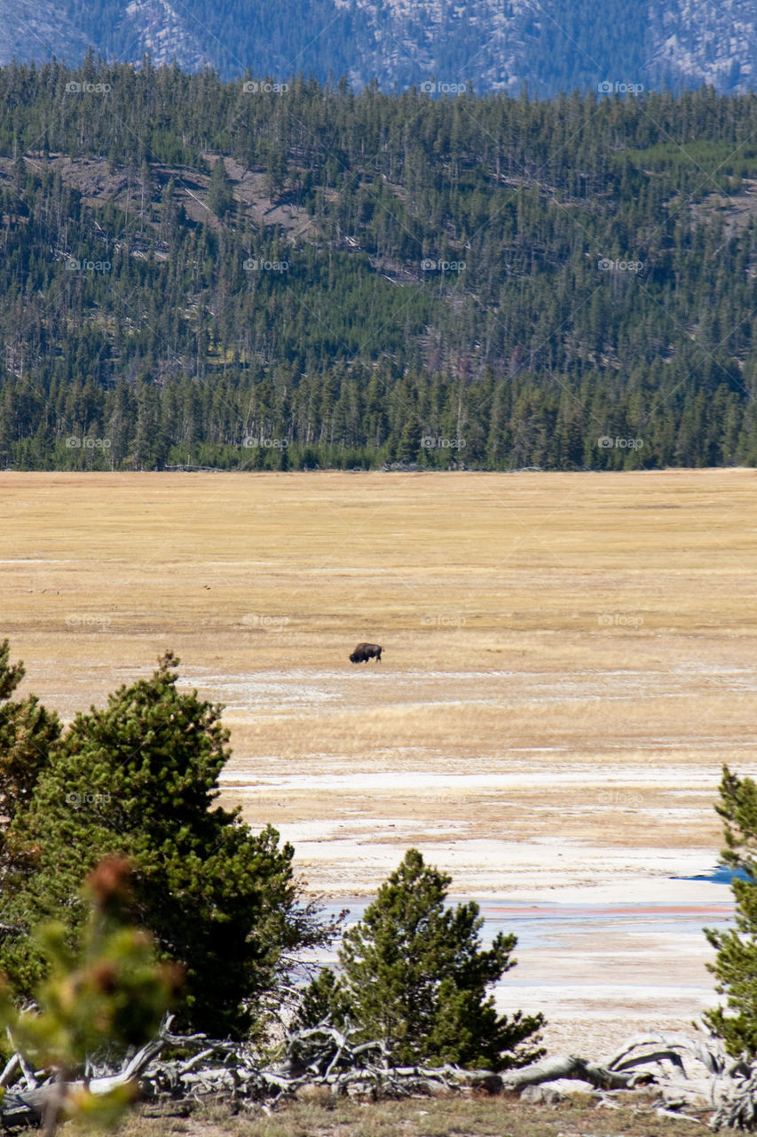 Lone bison