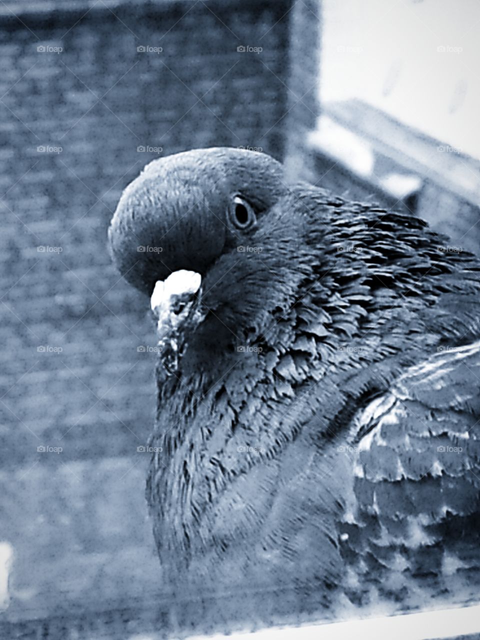 The dove that looks out the window