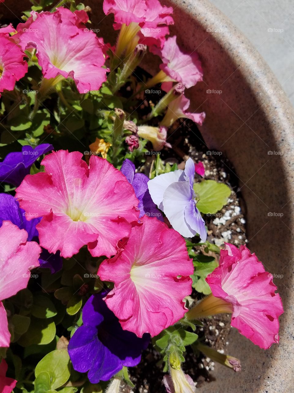 Petunias