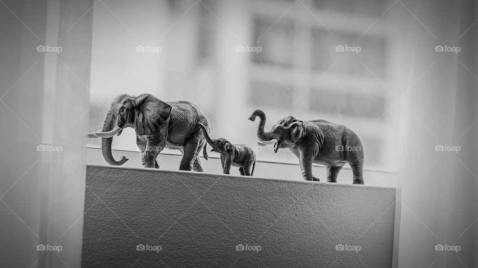 elephants