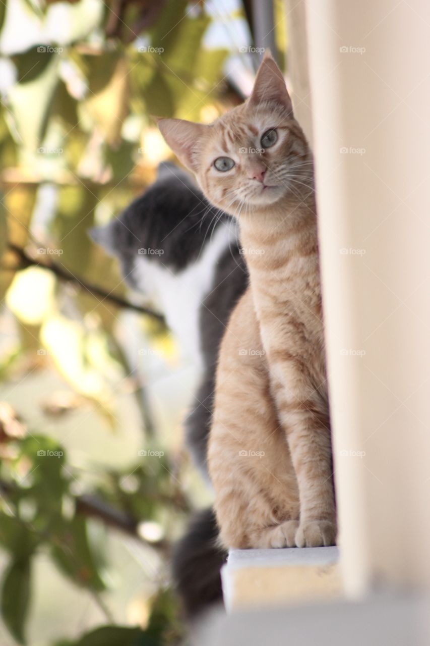 Cat on a window staring at the camera 