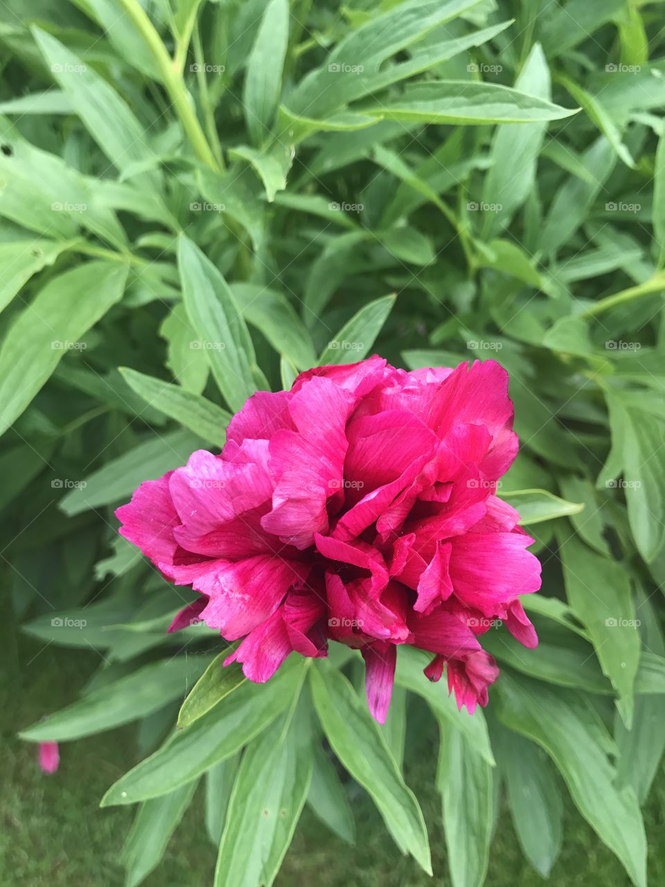 Peonies are blooming