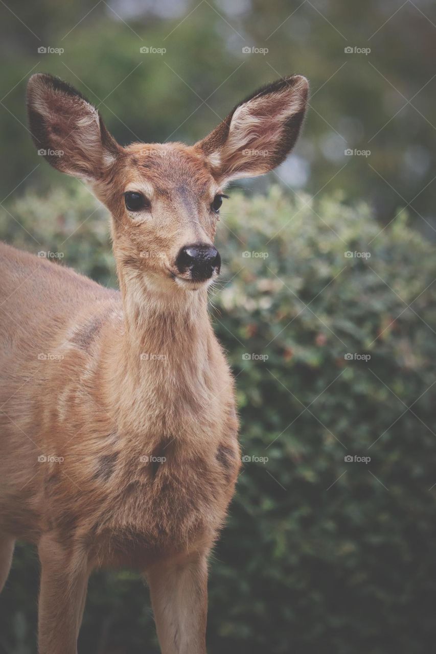 A young doe finds a quiet suburban yard to relax in while nibbling fresh green leaves