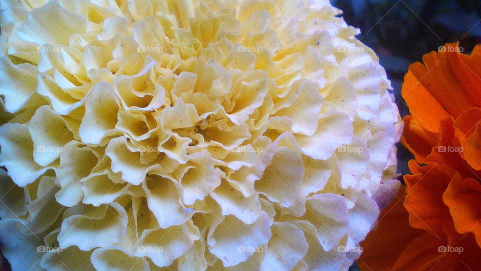 White Marigold flower