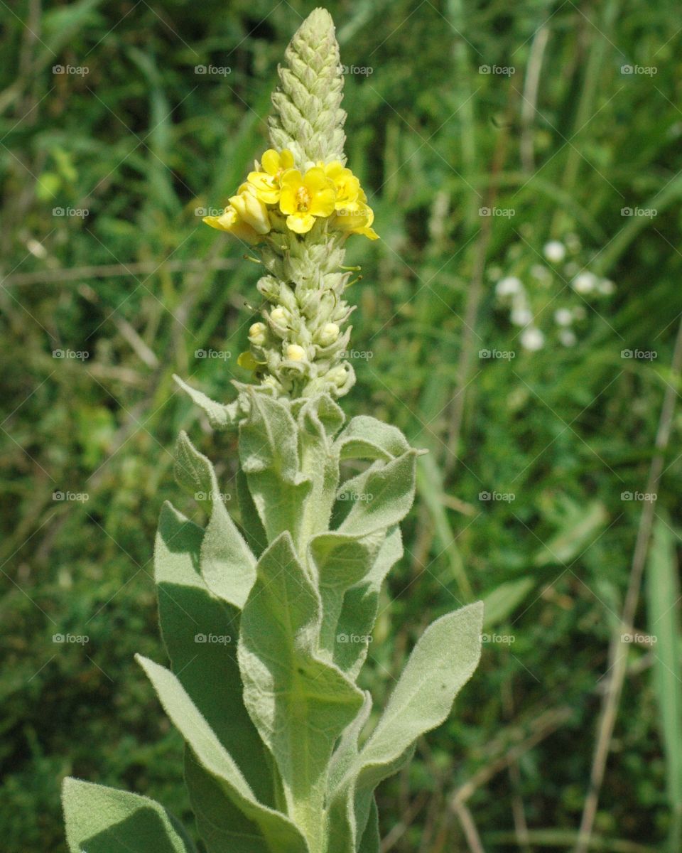 mullein