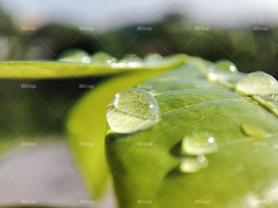 Droplets on the leaves of a money plant