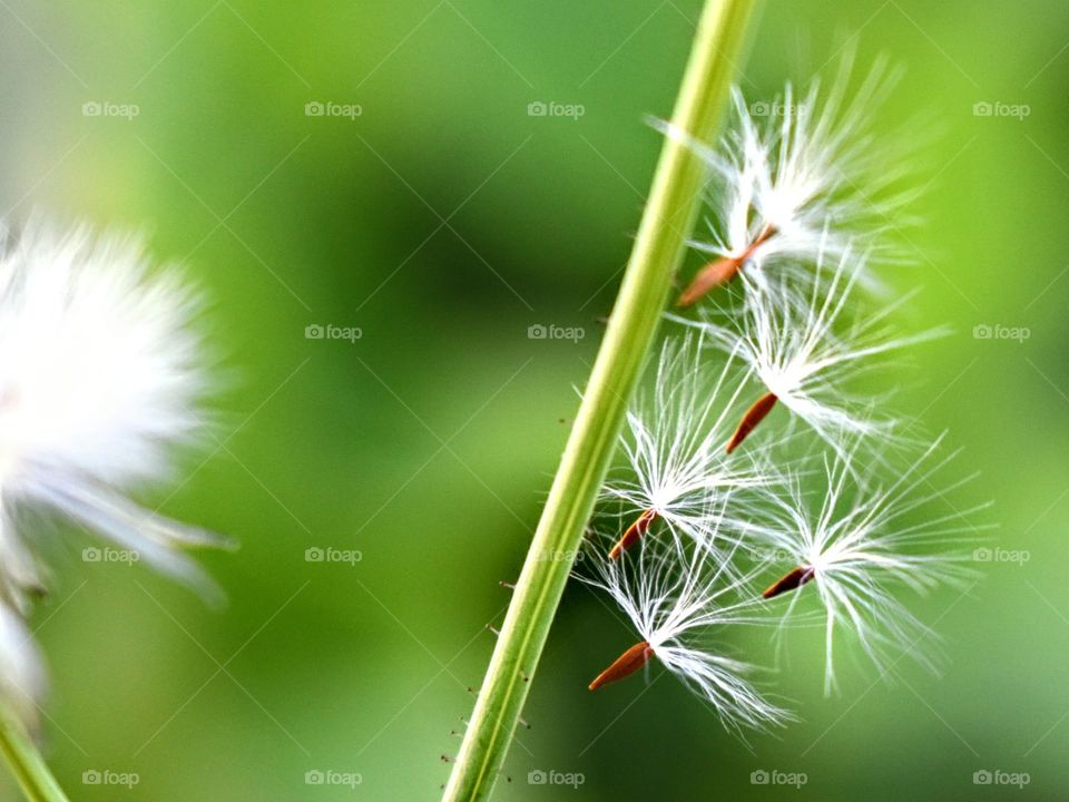 5 dandelion seeds