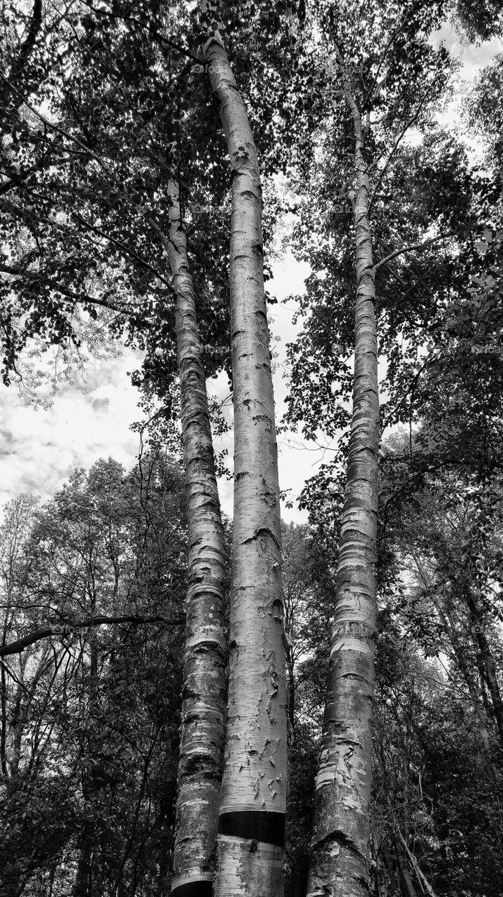 Birch