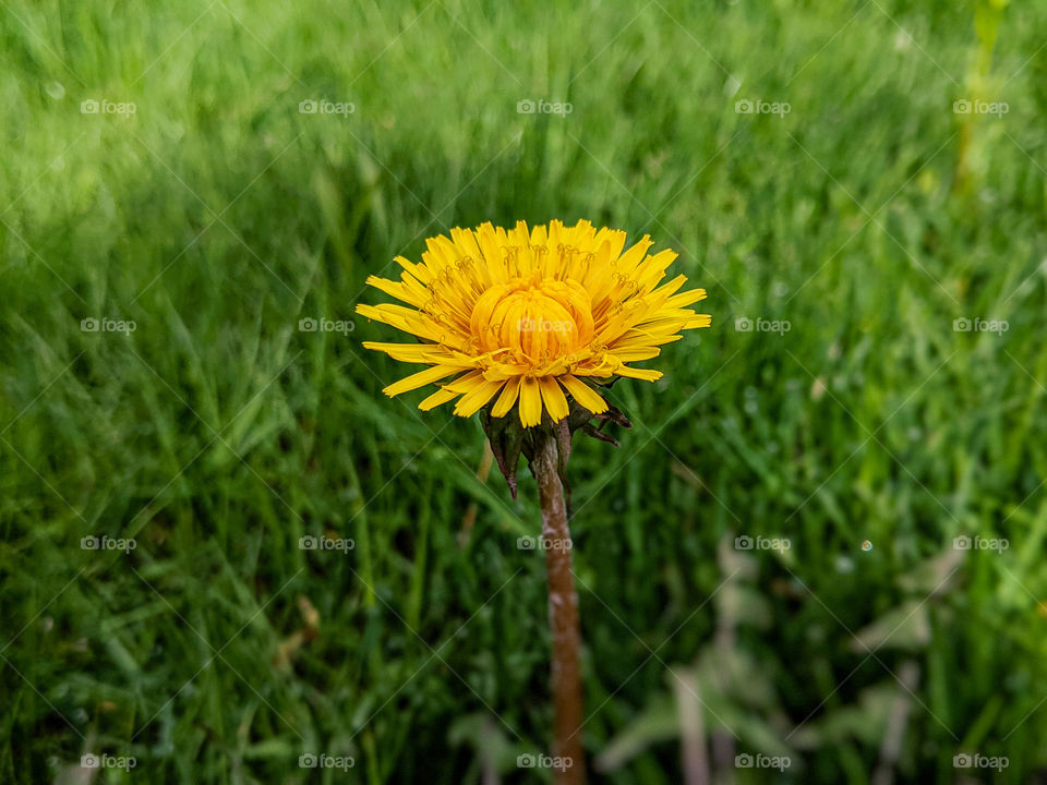 a close up of a dandelion