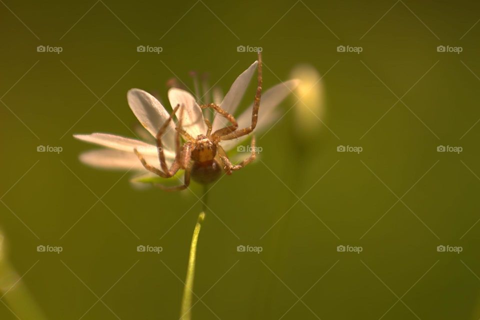 A crab spider on the prowl for its next prey.