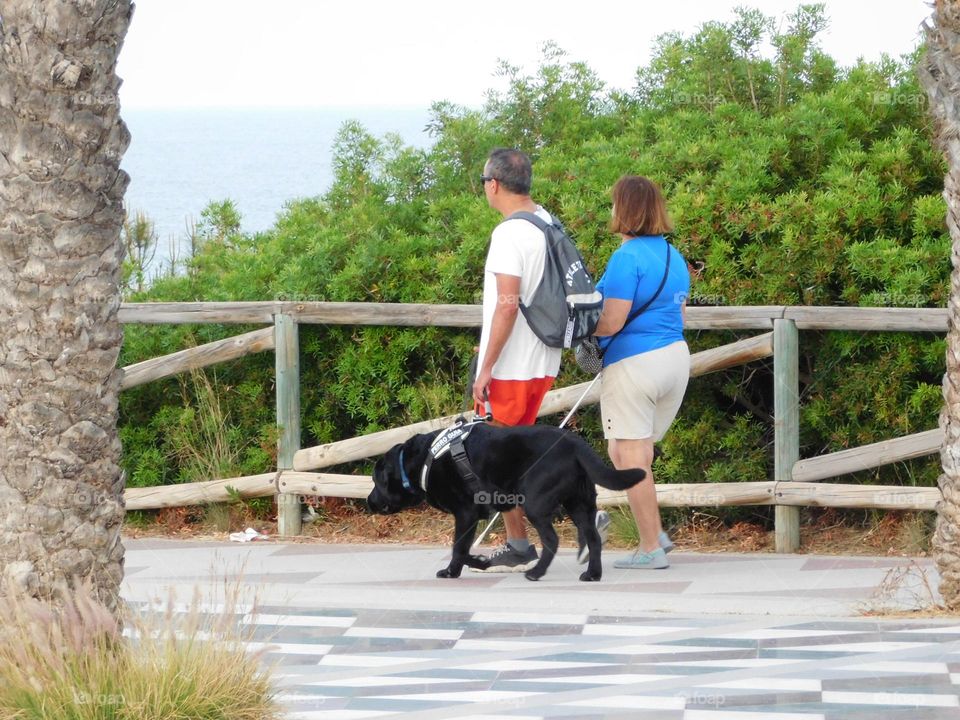 Evening walk with a four-legged furry friend.