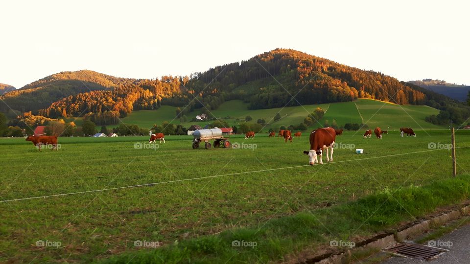 Cows in front of hill at sunset