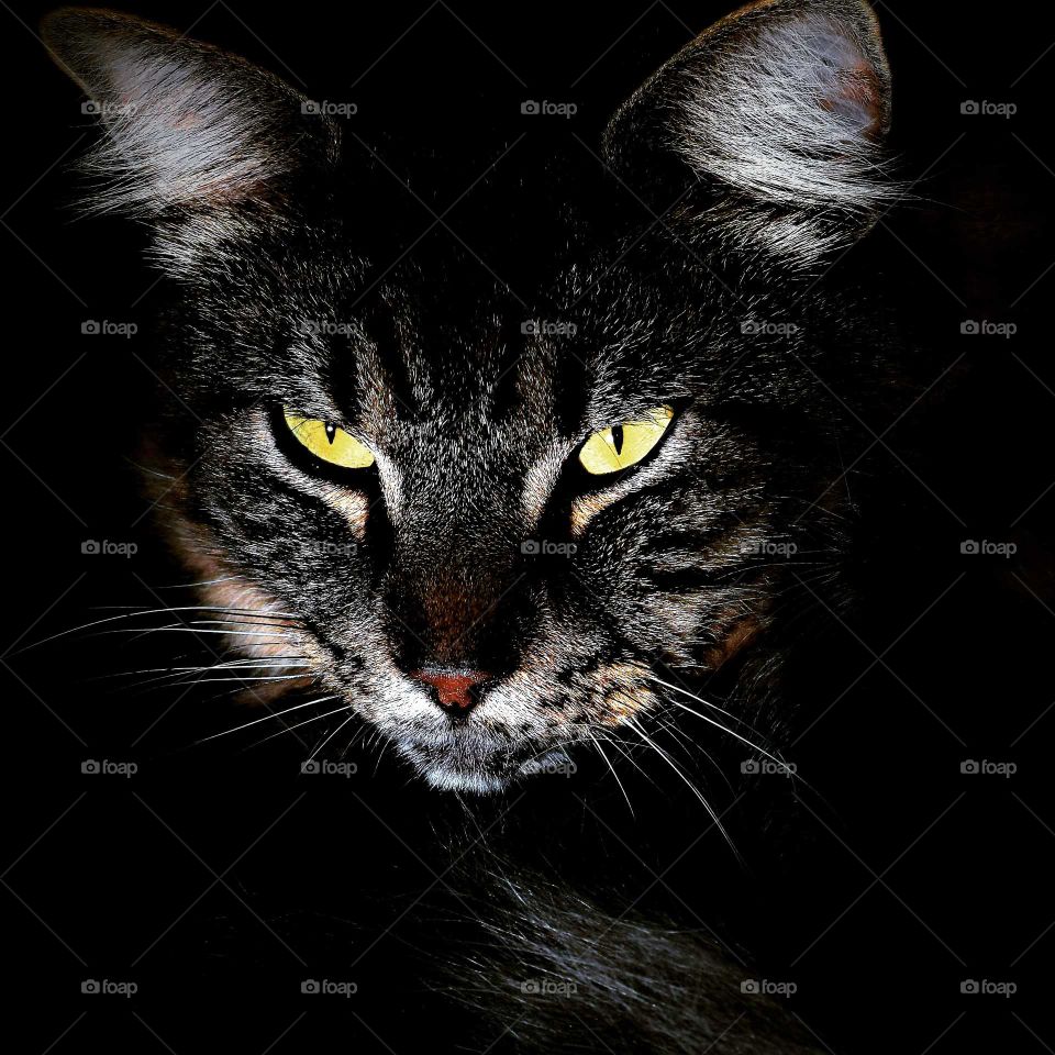 Tabby cat with bright yellow eyes low key picture