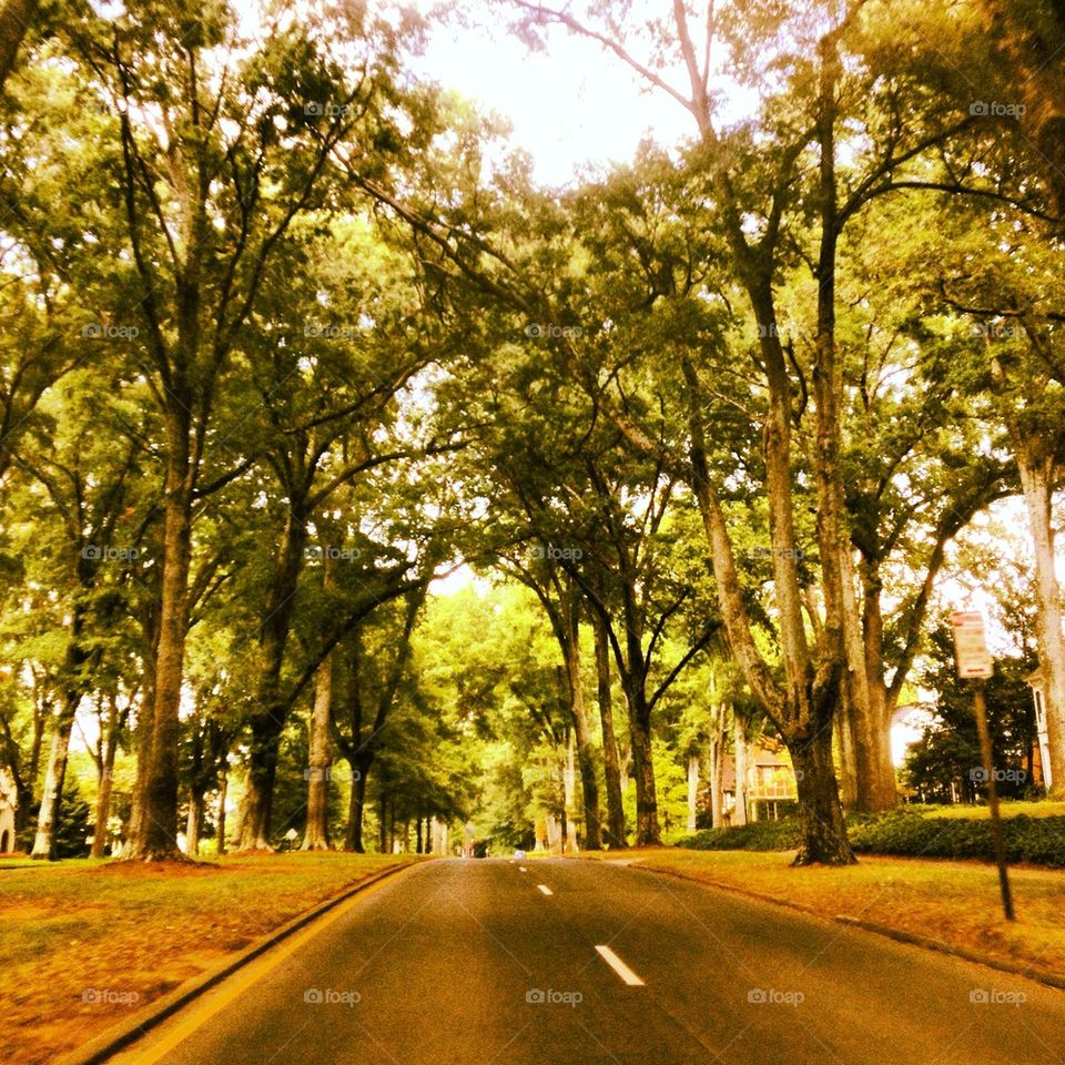 Tree Lined Roadway