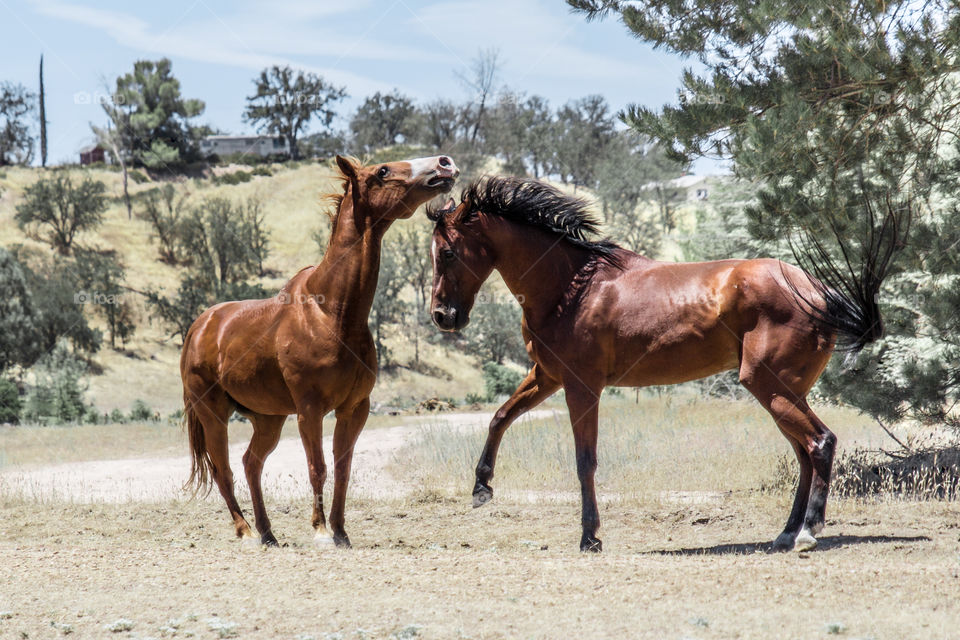 Two horses in field