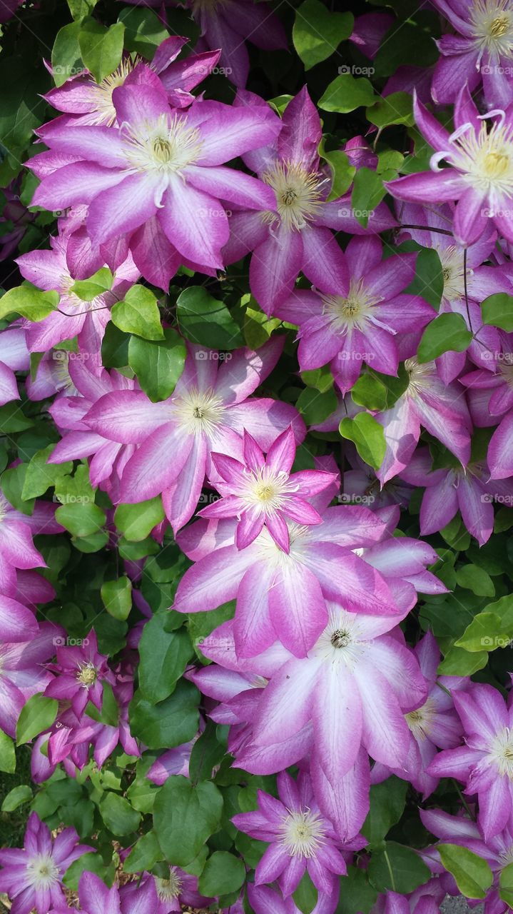 clematis in bloom. flowers