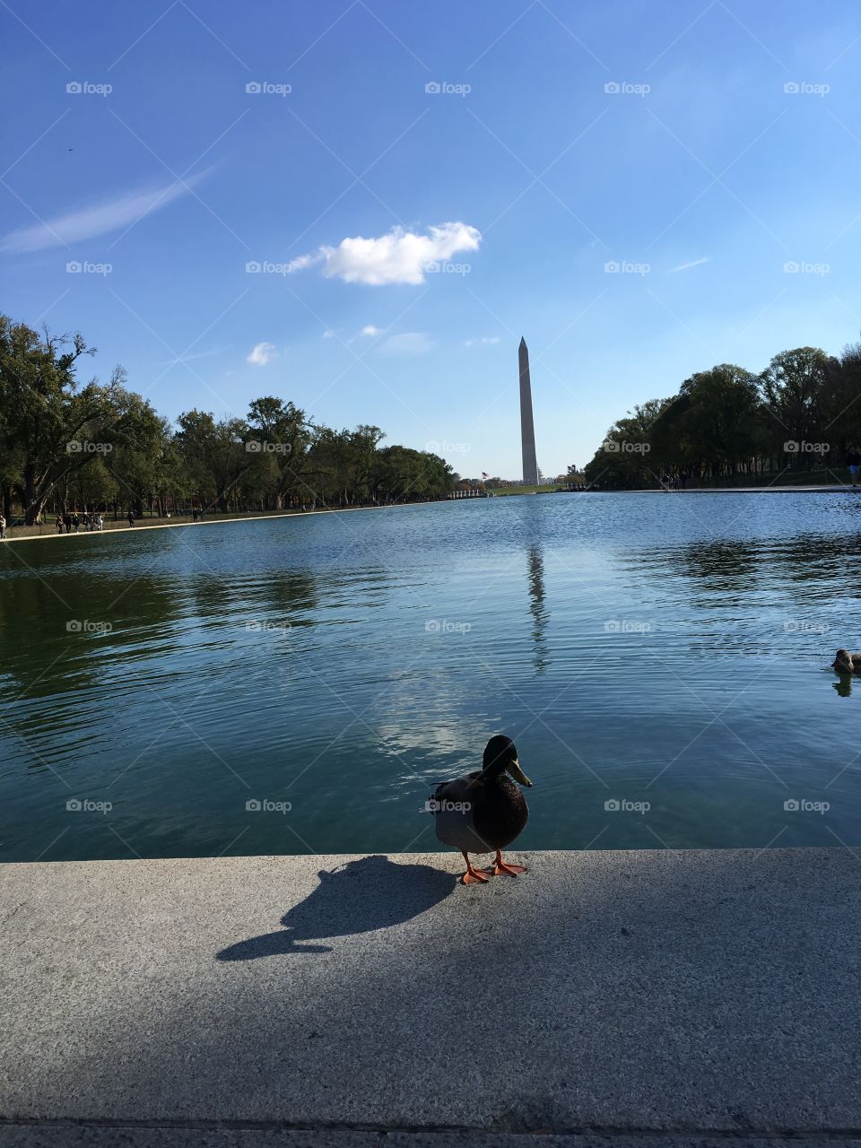 Donald in Washington, D. C.