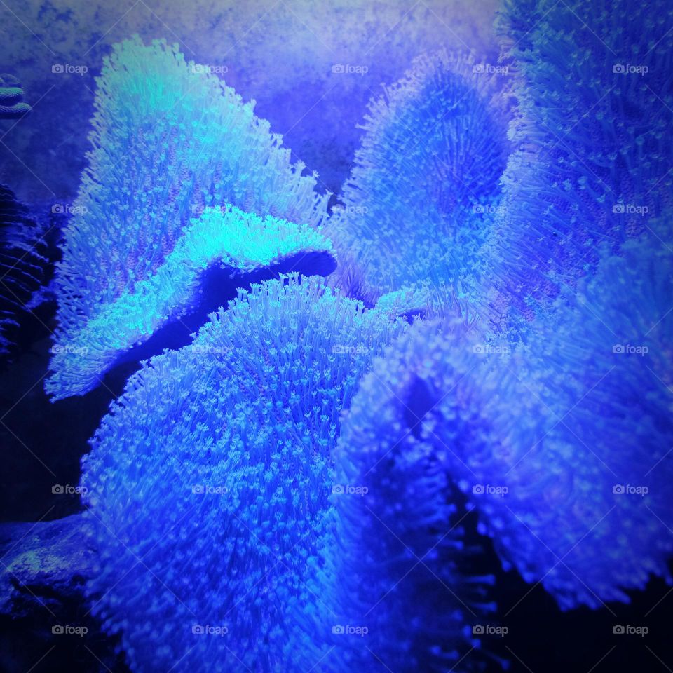 Coral reef in the aquarium