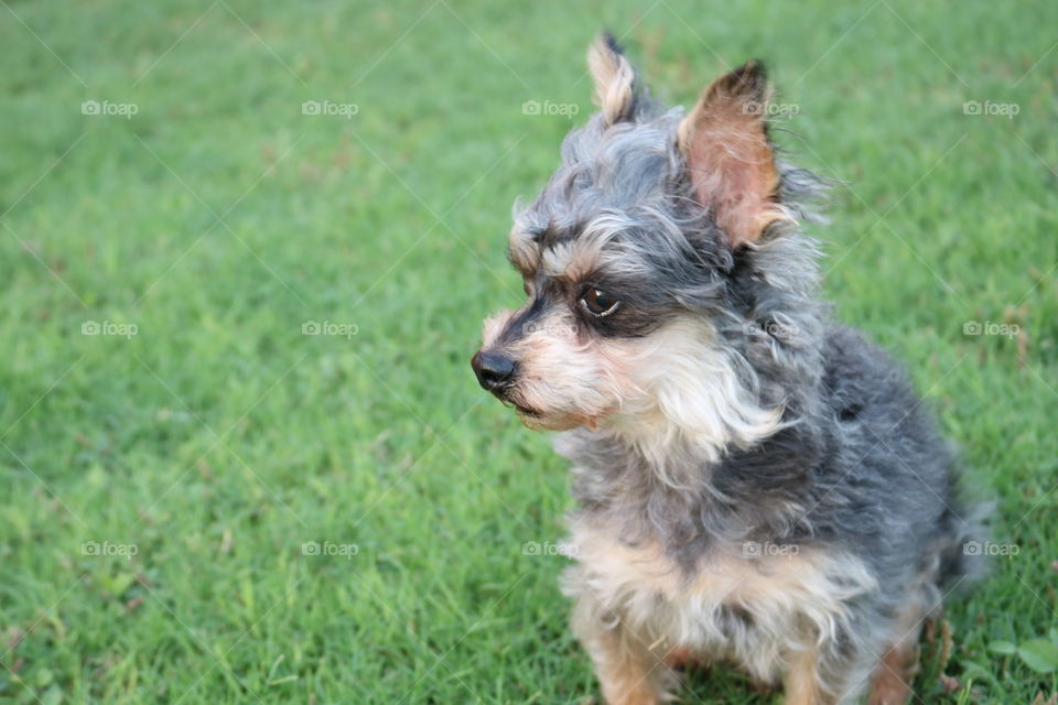 Yorkie Dog