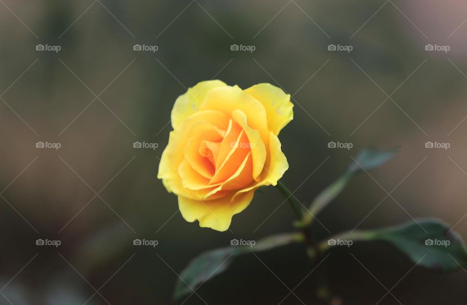 wild beautiful rose flower